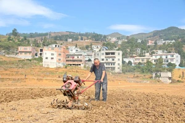 毕节纳雍24000亩小麦迎“霜”入土。