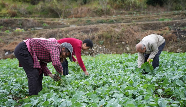 3.遵义市播州区茅栗镇村民在油菜苗床里分苗。 吴正肖摄