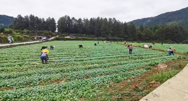 凤冈县土溪镇村民正抢种油菜。张孝敬摄