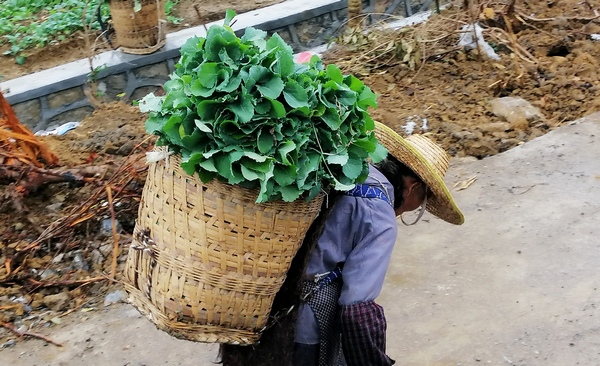 绥阳县旺草镇村民正转运油菜苗 。张敏摄