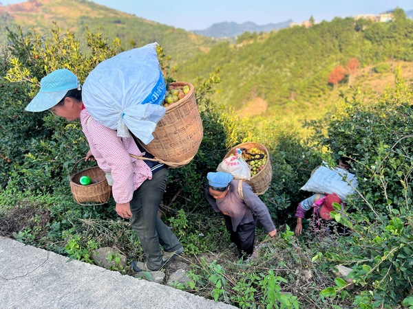 村民正在搬运油茶。