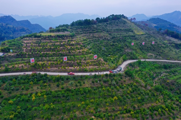 凤亭乡联明村油茶种植基地。