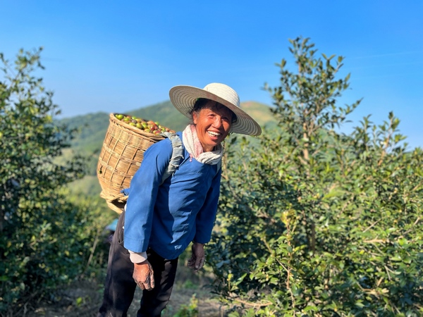 村民正在搬运油茶。