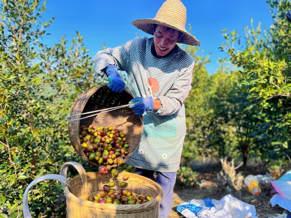 村民正在采摘油茶。