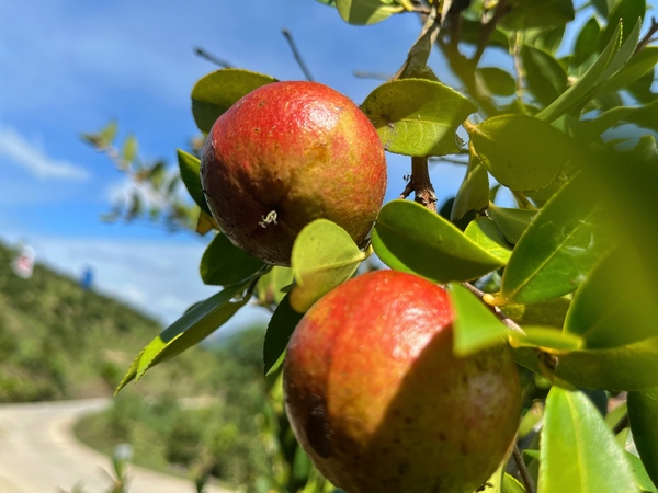 金黄饱满待采摘的油茶果。