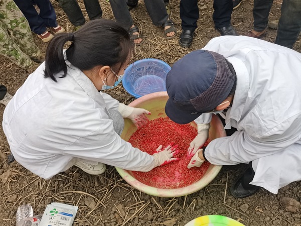 杨曦正在组织农民分发麦种。