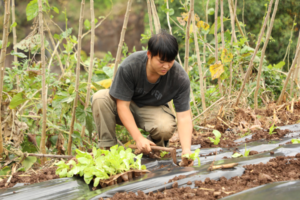 菜农加紧种植莴笋。赵庆能摄