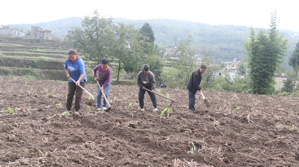 大木村村民正在打沟准备种植小麦。