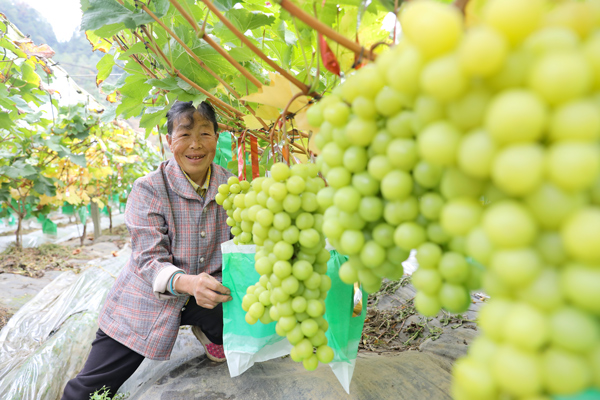 七星关区燕子口镇大田村葡萄基地农户正在采收。李杰摄