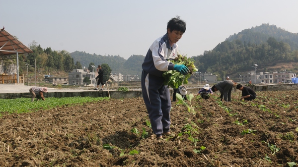 蔡冲敏家正在抢抓油菜。