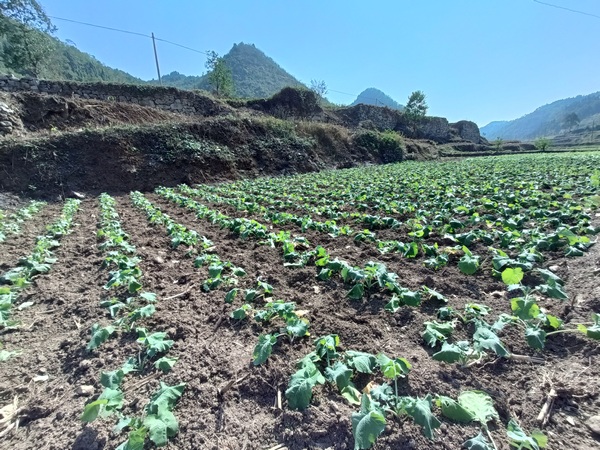 沙土移栽好的油菜。