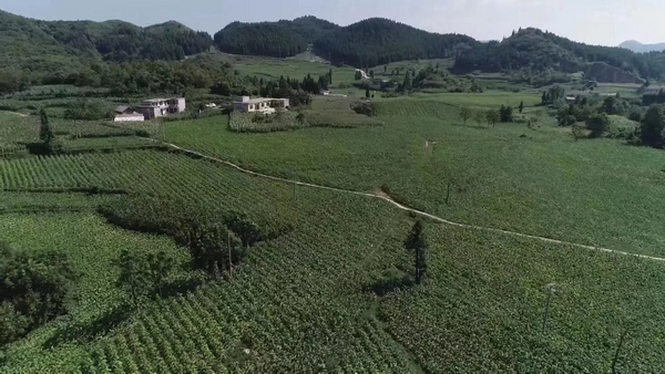 大田乡白泥村烤烟基地。