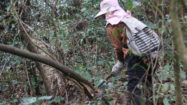 桂花乡回龙村村民正在管护野生油茶树1