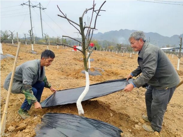 村里正在对合作社种植的梨树进行换种。