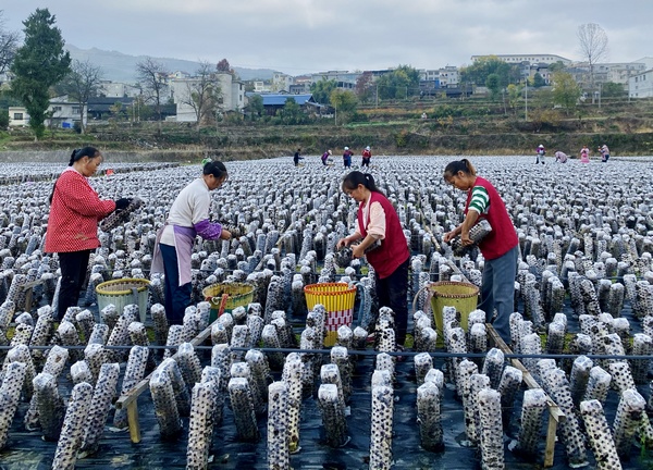 村民正在基地采摘。