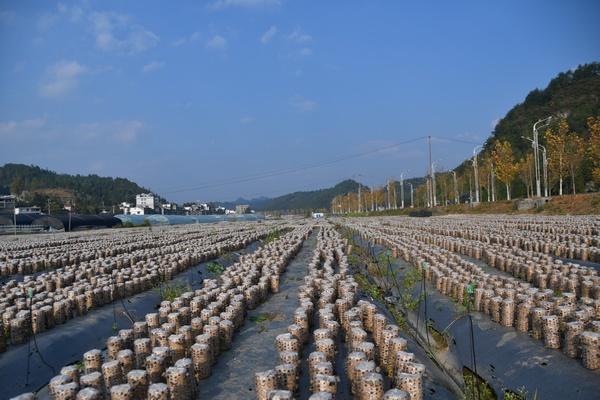 基地一角。