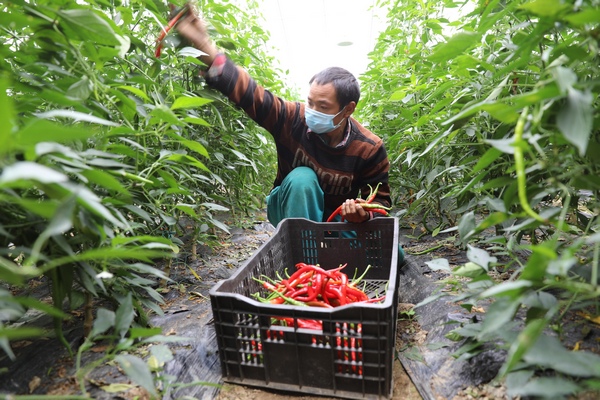 七星关区朱昌镇小屯农业科技示范园工作人员正在采收辣椒 张继城 摄.jpg