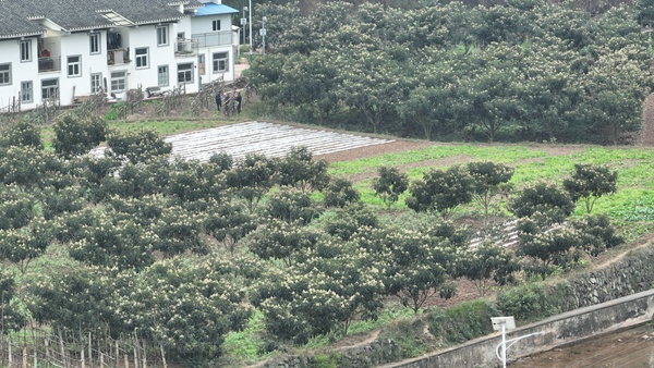 清池镇普安村枇杷基地。