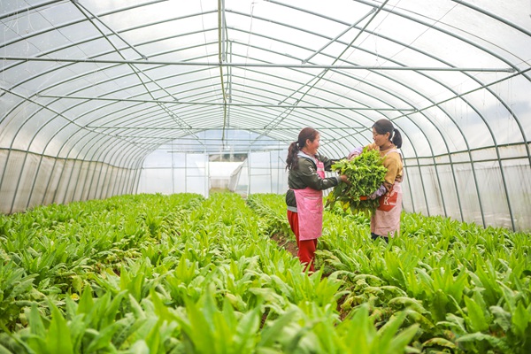 毕节市七星关区青场镇新沟村的大棚蔬菜基地内，村民们正在为莴笋摘除黄叶  陈曦摄 (2)