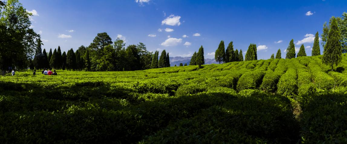 水城区龙场乡有机茶园。