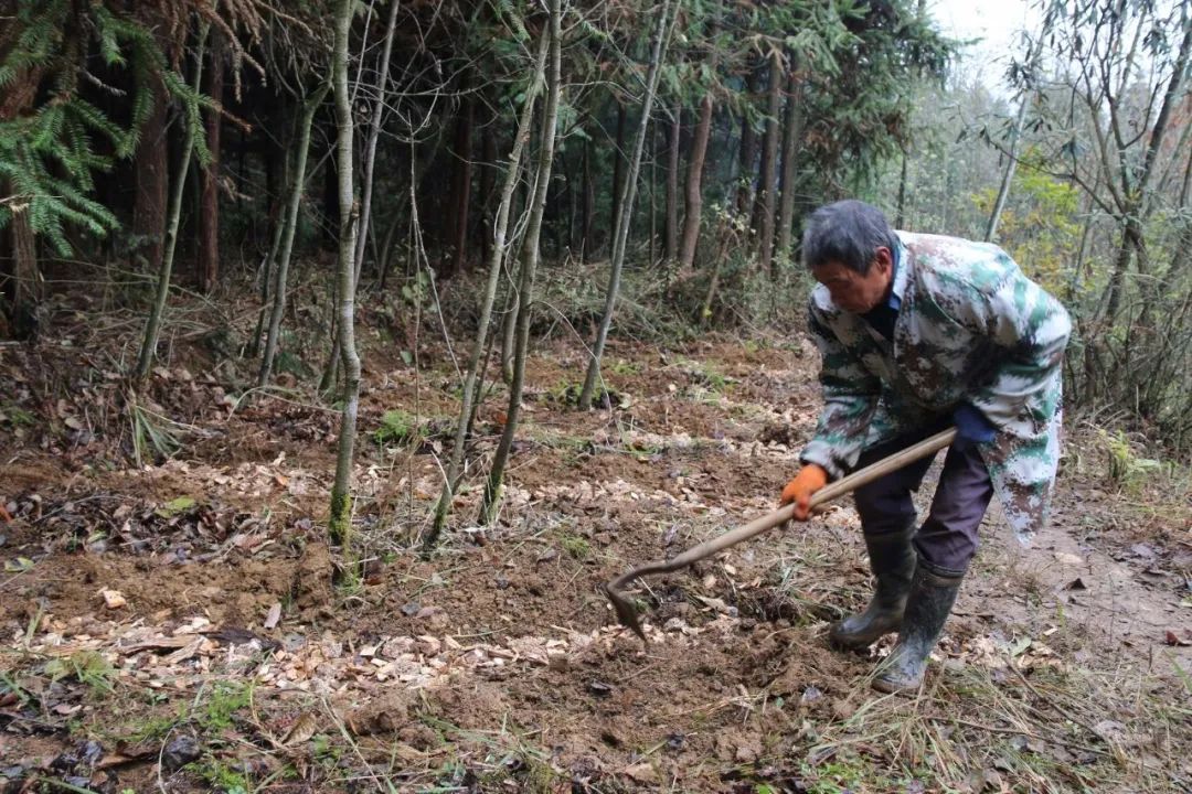 冬荪种植。