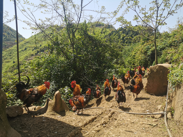 七星关区田坎乡白沙河村林下跑山鸡养殖基地 跑山鸡正在觅食。