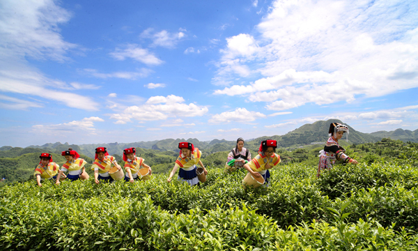 贵州省毕节市纳雍县茶山上的采茶姑娘。魏运生摄