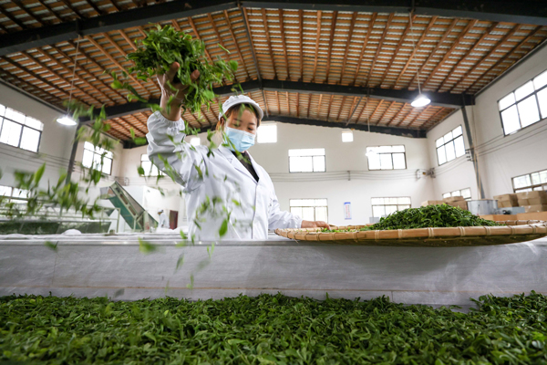 工人在贵州省毕节市七星关区亮岩镇太极村茶叶加工车间摊制茶青。陈曦摄