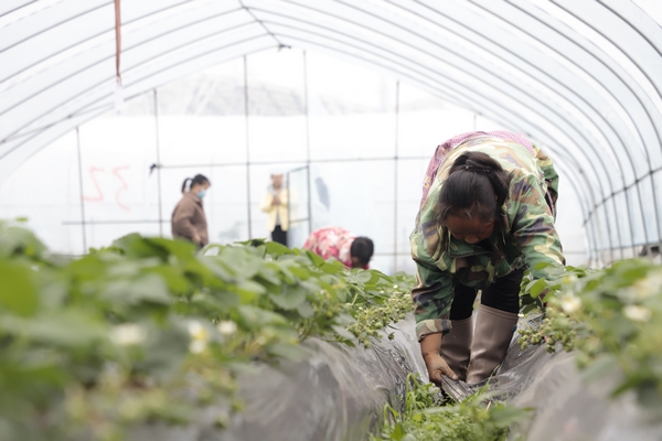 务工群众正在草莓基地管护草莓。