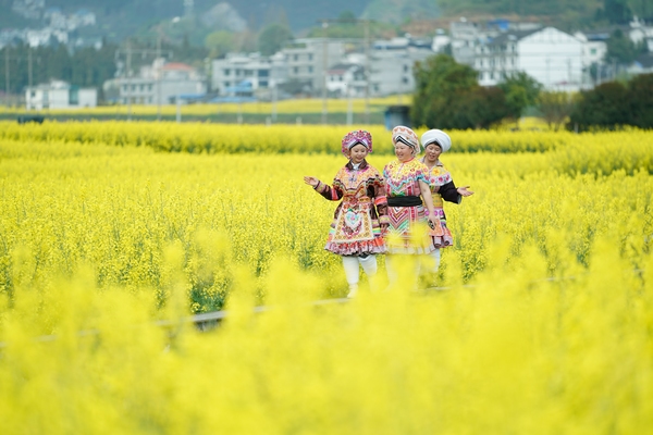 油菜花开迎客来。