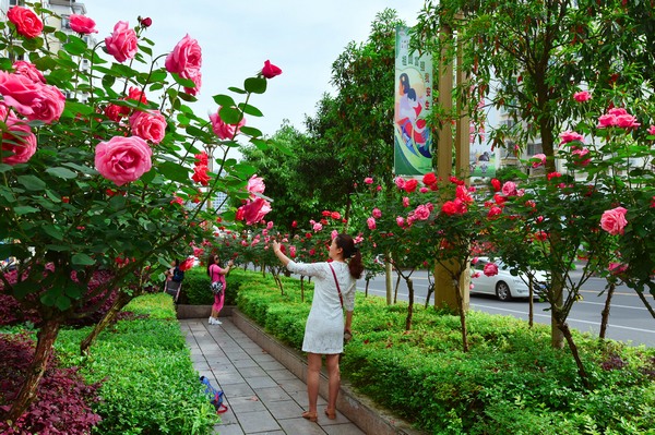 花香满凯城。