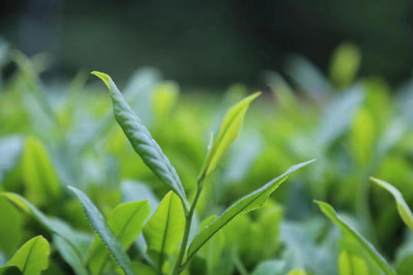 金沙山高茶。