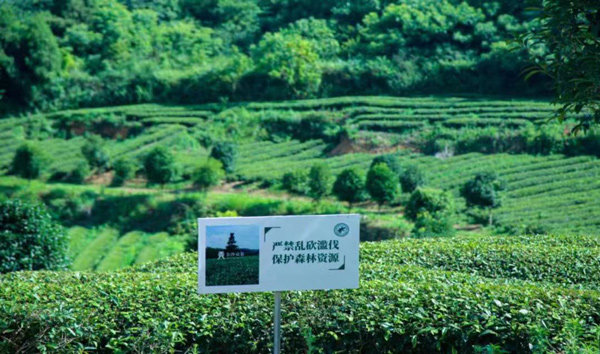 金沙山高茶。