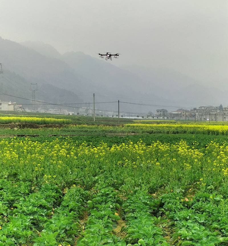 在金沙县岩孔街道箐口村“菜苔—油菜”两用模式示范基地开展油菜“一促四防”飞防示范