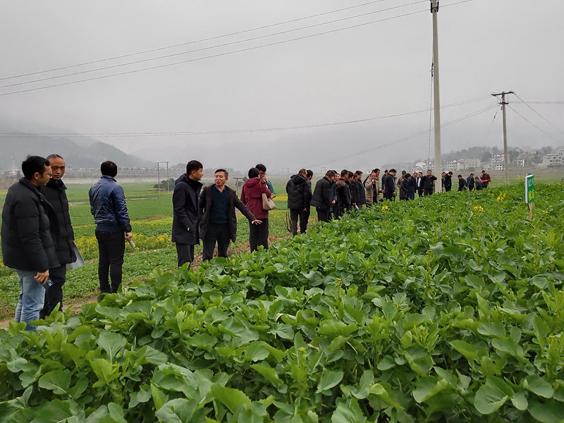 在板桥社区油菜超高产栽培技术示范基地进行了现场培训观摩2