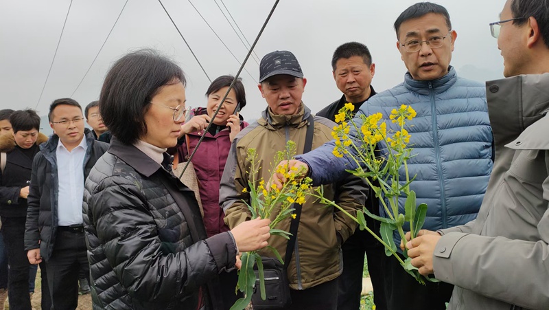 在金沙县岩孔街道箐口村“菜苔—油菜”两用模式示范基地现场观摩1