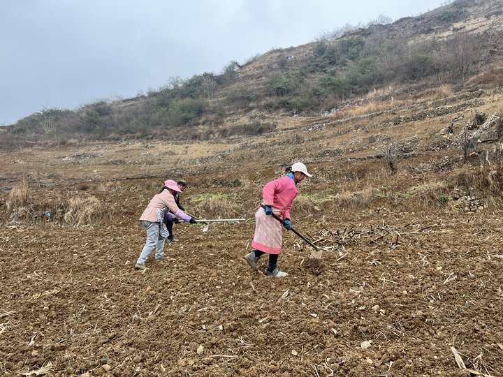 群众在整理土地种植高粱。