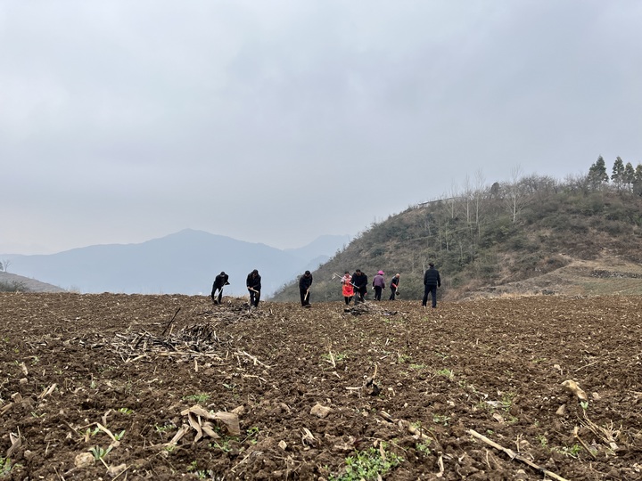 群众在整理土地种植的高粱。