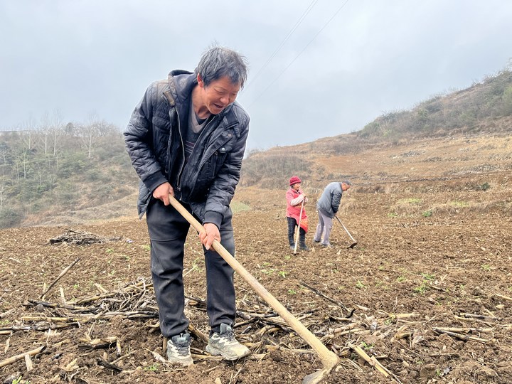 群众在整理土地种植的高粱。