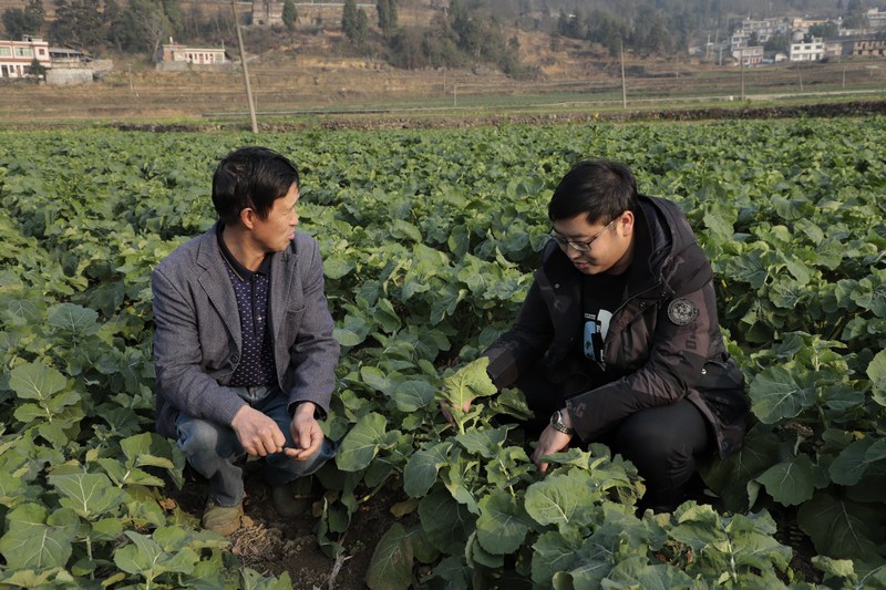 村民正在油菜基地里管理油菜.jpg