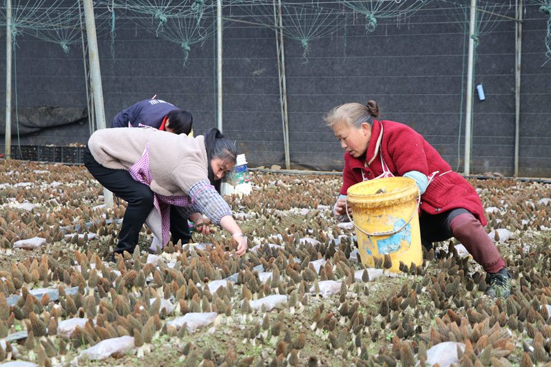 村民采摘羊肚菌.李金苗摄