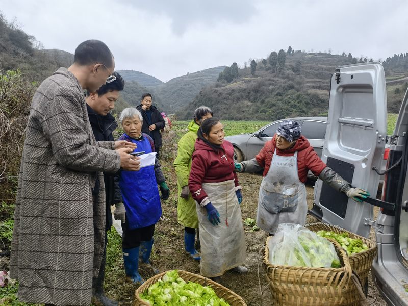 村民正在将已采摘好的儿菜装运。