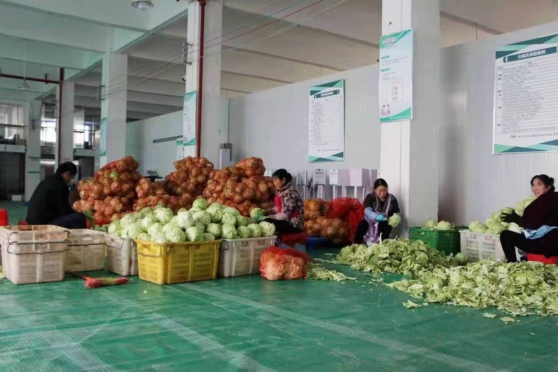 工人在毕节扶投食品有限公司分拣蔬菜。