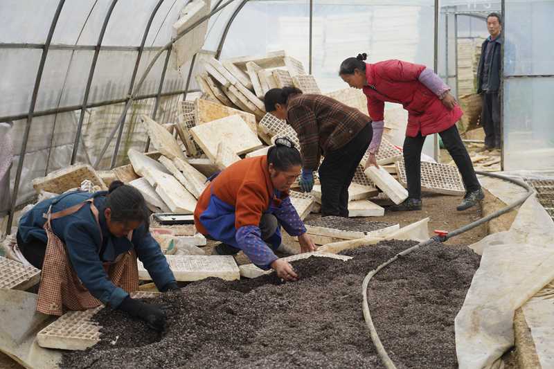 纳雍县锅圈岩乡明星村，村民在辣椒育苗大棚里装盘