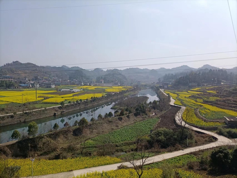 碧波镇又诗村高标准农田一景。