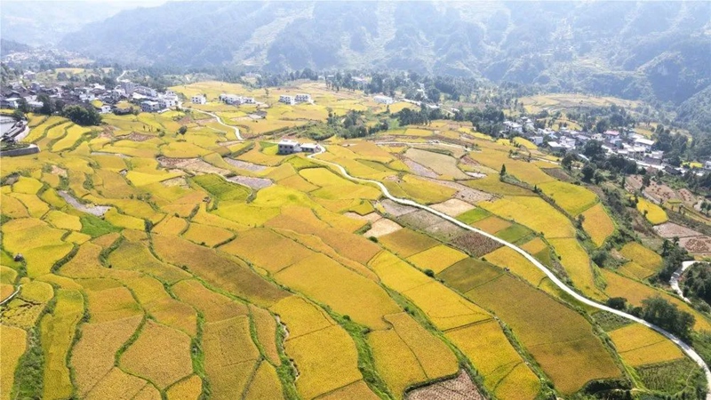 凯里平良贡米基地。