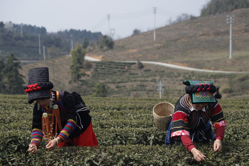 外来采茶女茶山显身手。