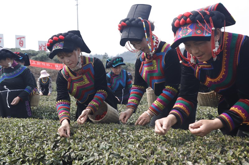 外来采茶女茶山显身手。