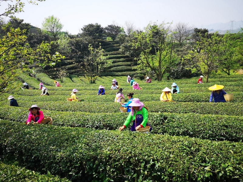 春暖花开采茶忙。