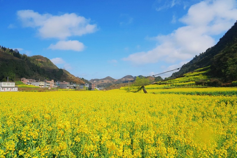 七星关区燕子口镇，油菜花开春意浓。